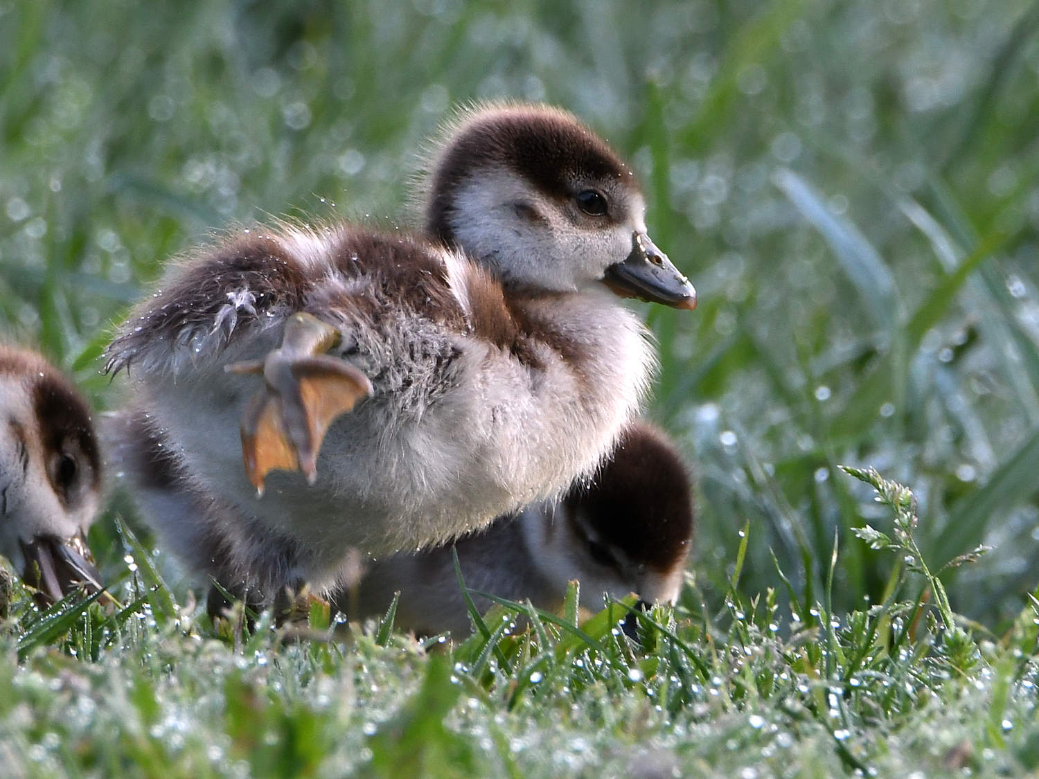Gosling3.jpg