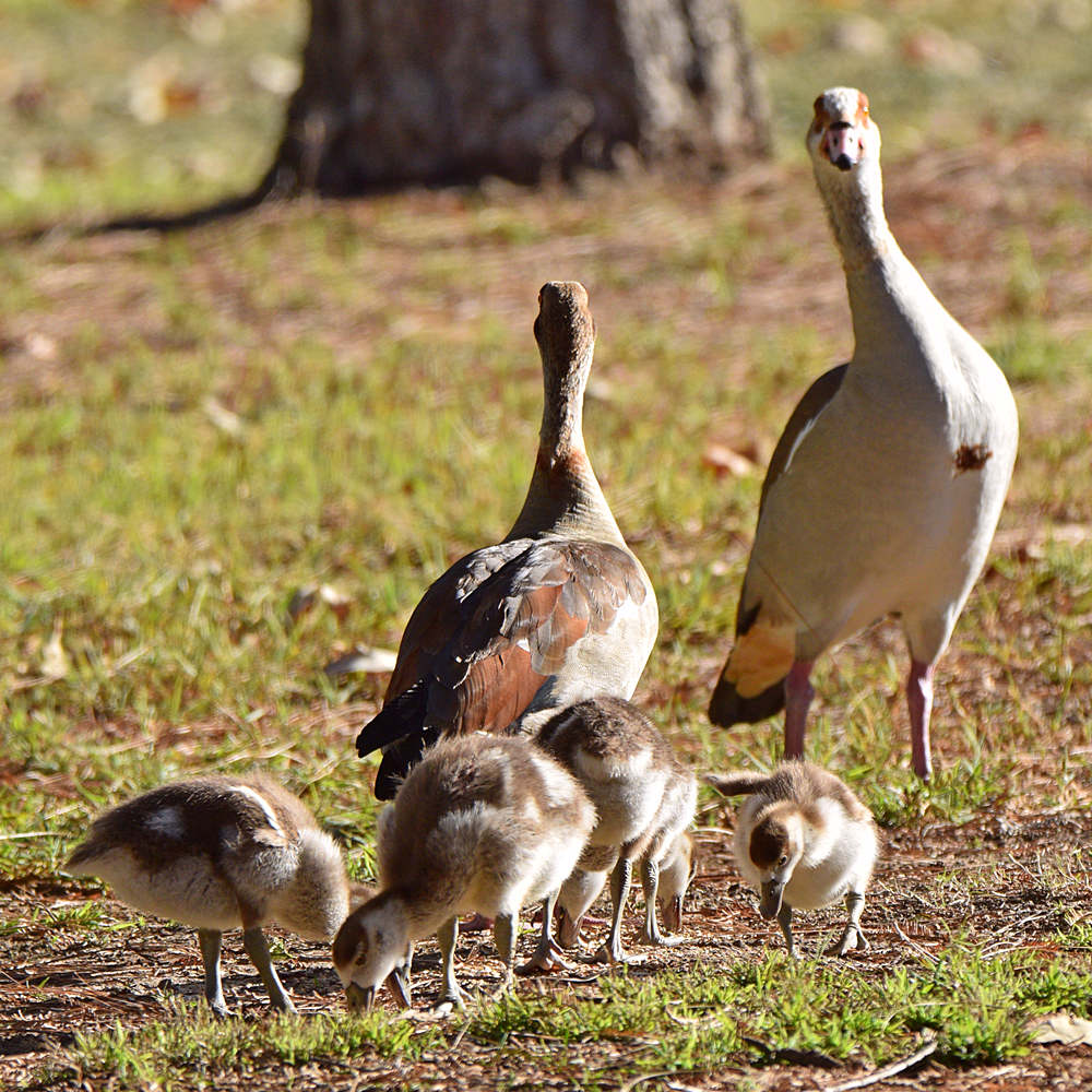 Gosling4.jpg