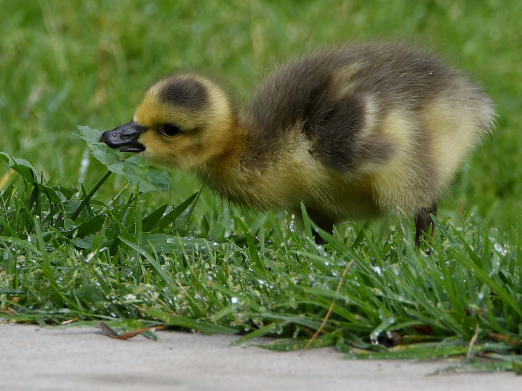 Gosling4.jpg