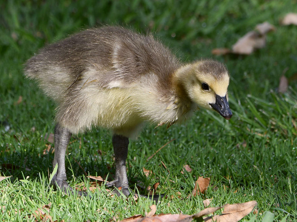 Gosling4.jpg
