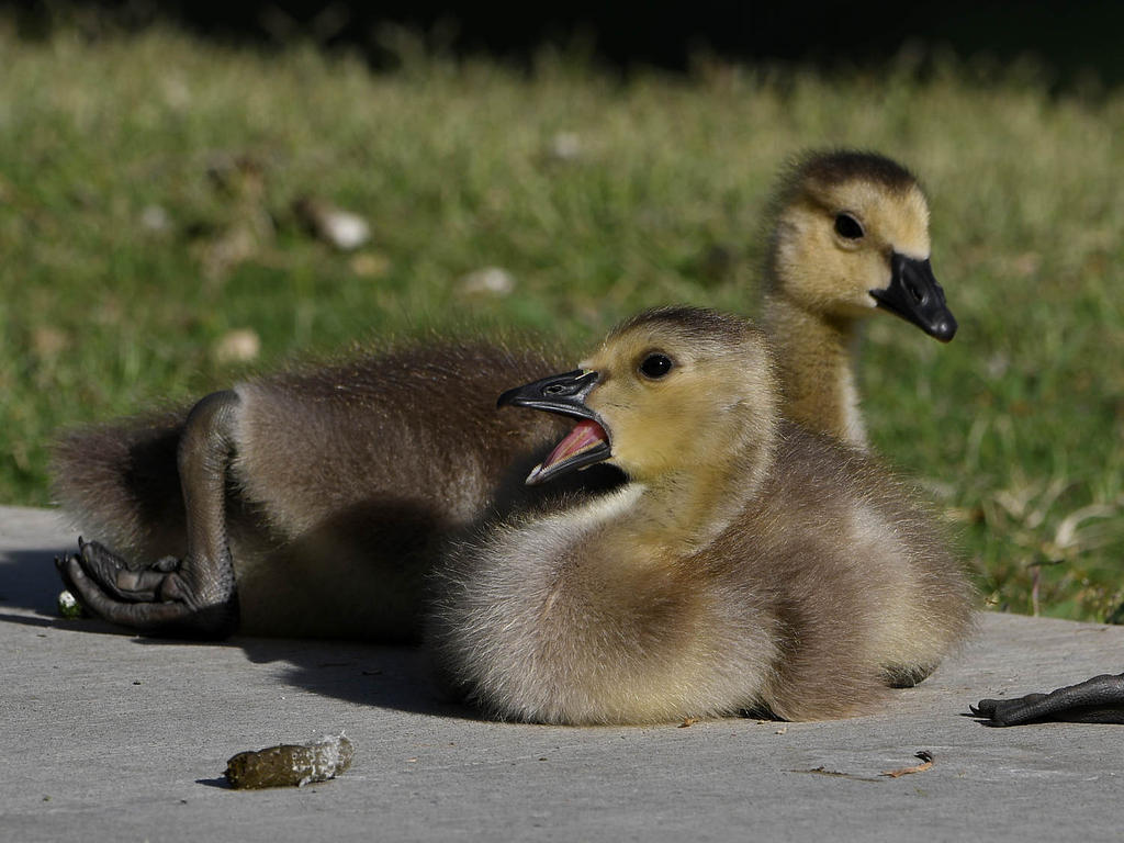 Gosling4.jpg