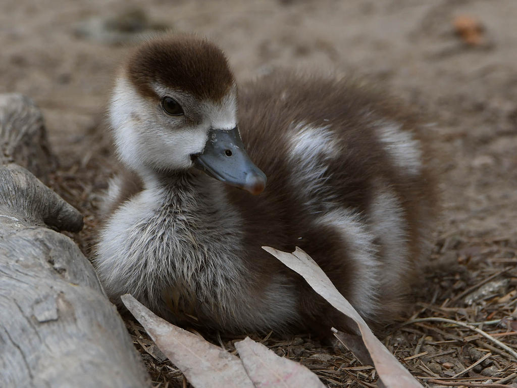 Gosling4.jpg