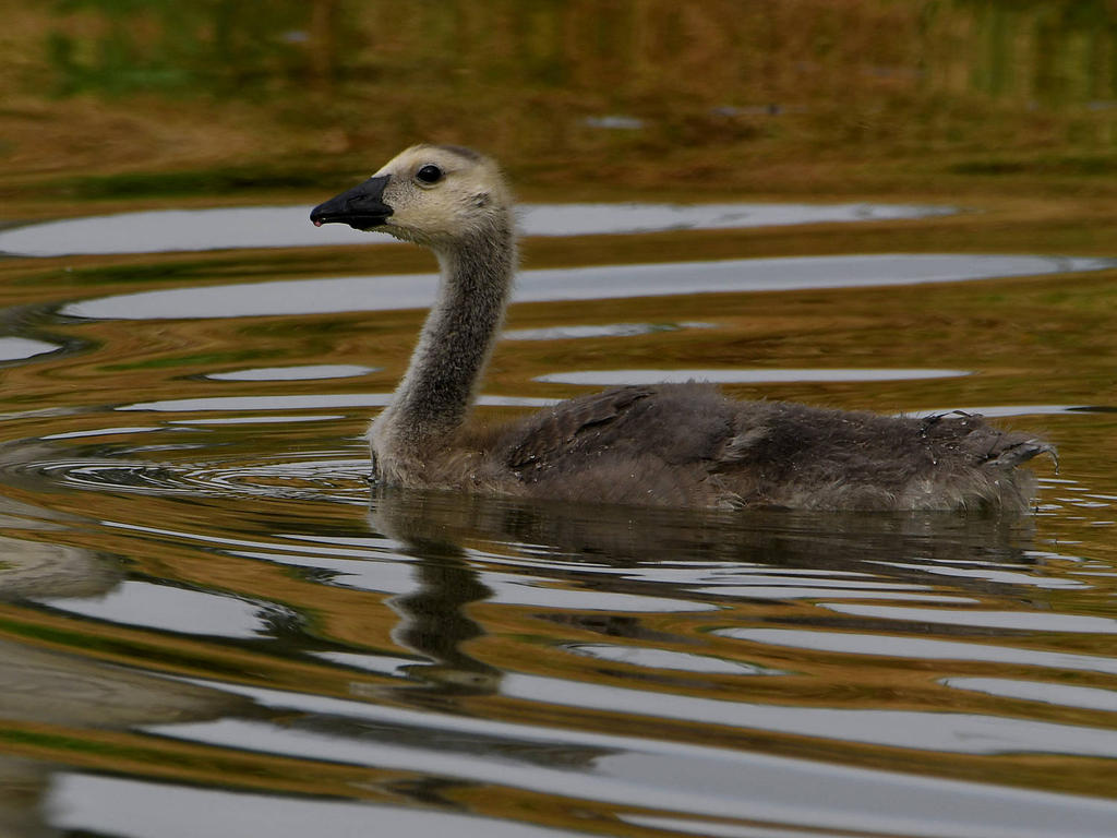 Gosling4.jpg