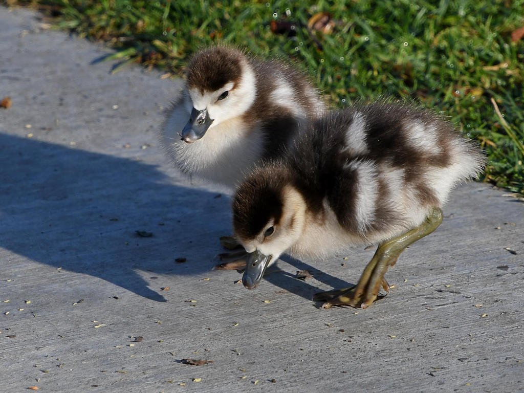 Gosling4.jpg