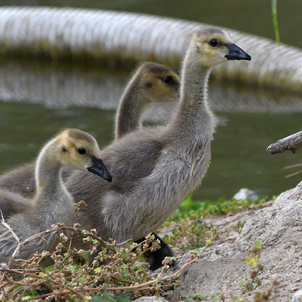 Gosling4.jpg