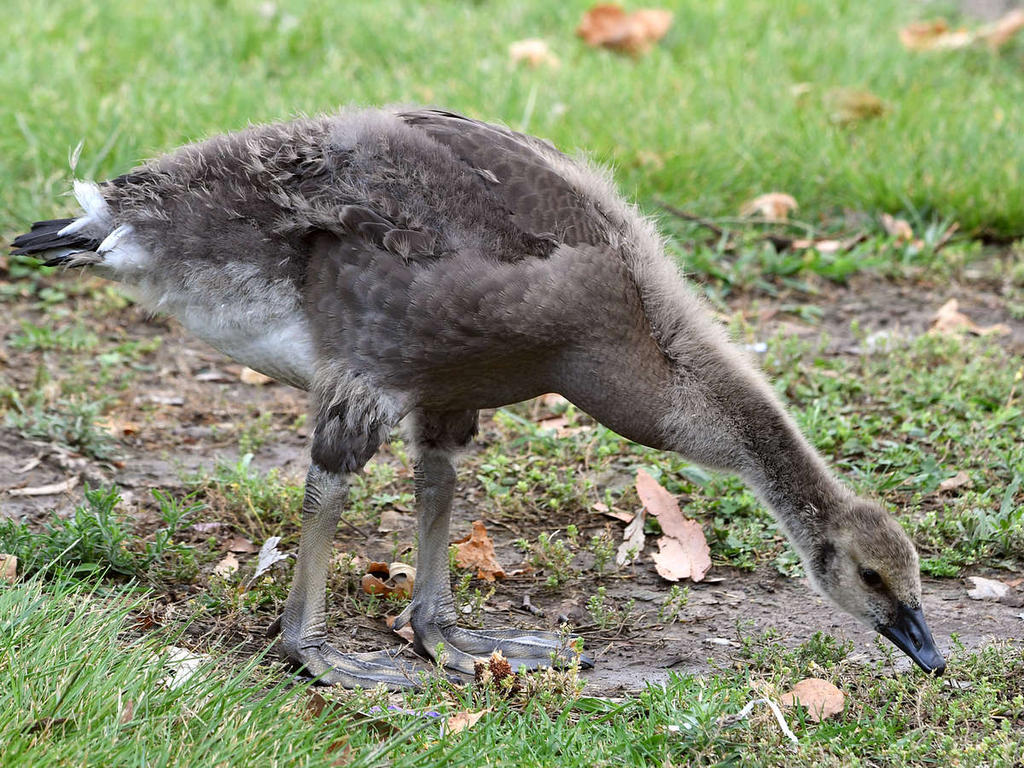 Gosling4.jpg