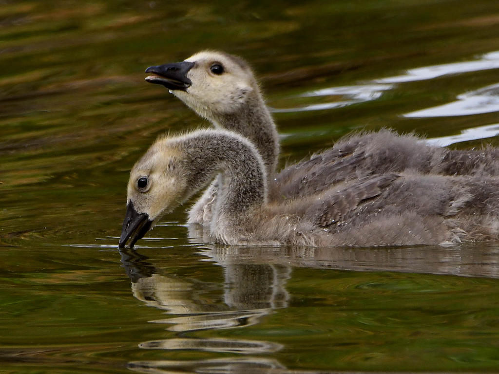Gosling5.jpg