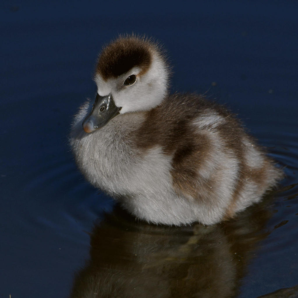 Gosling5.jpg