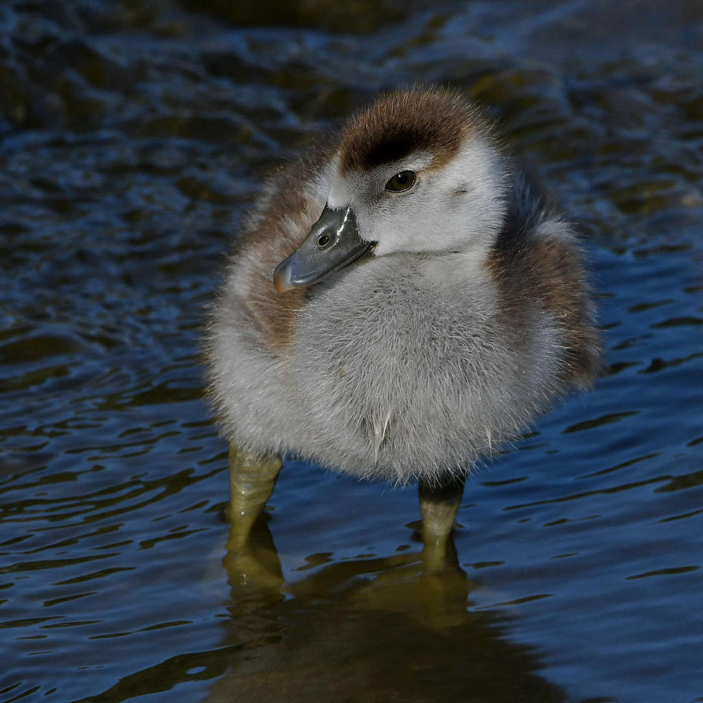 Gosling5.jpg