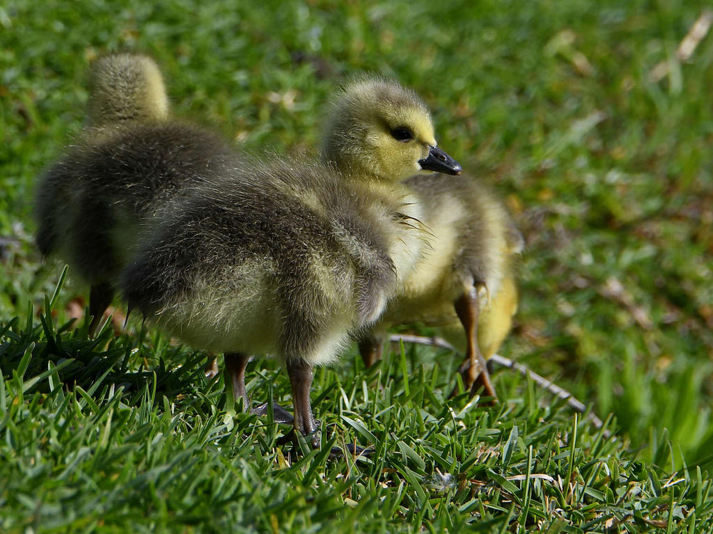 Gosling5.jpg