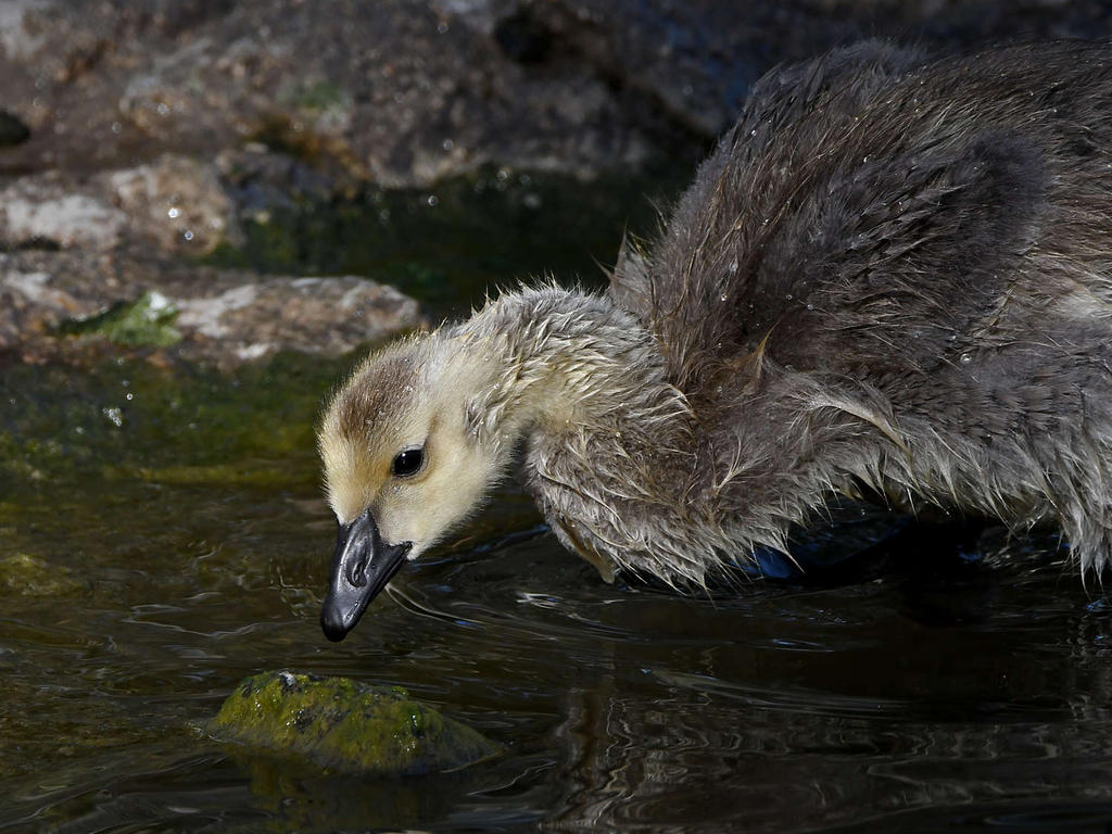 Gosling5.jpg