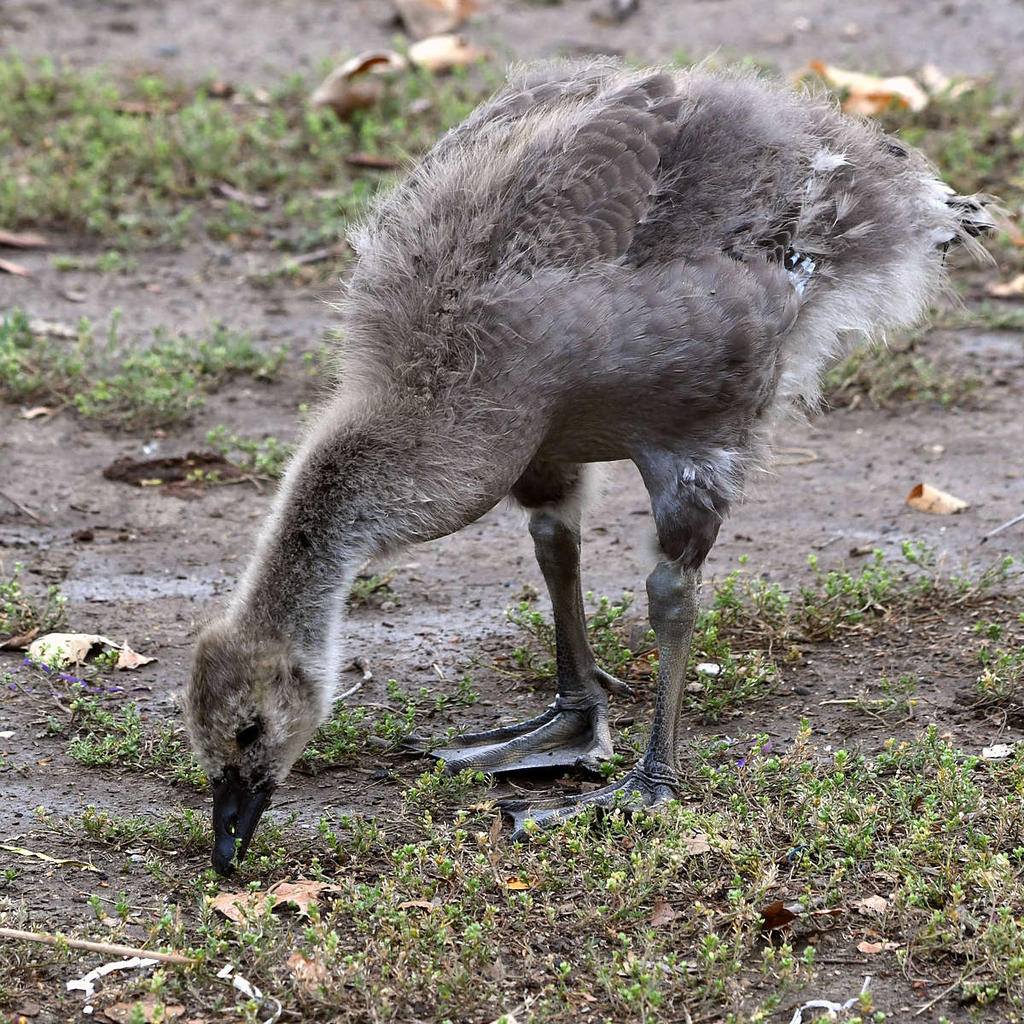 Gosling5.jpg