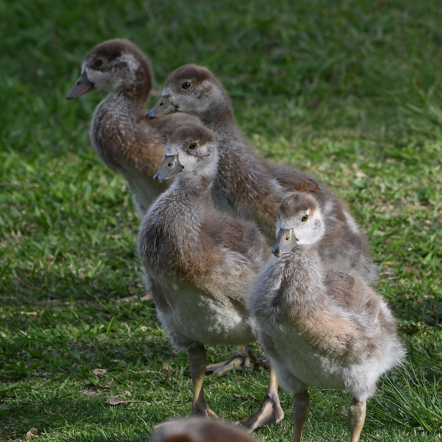 Gosling5.jpg