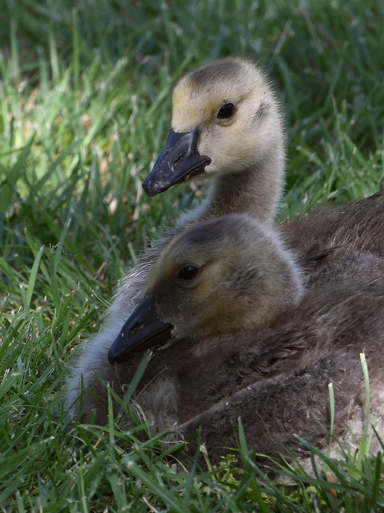 Gosling6.jpg