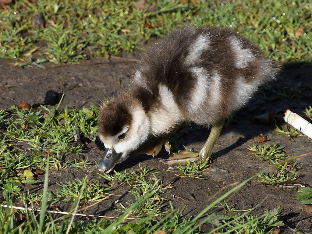Gosling6.jpg