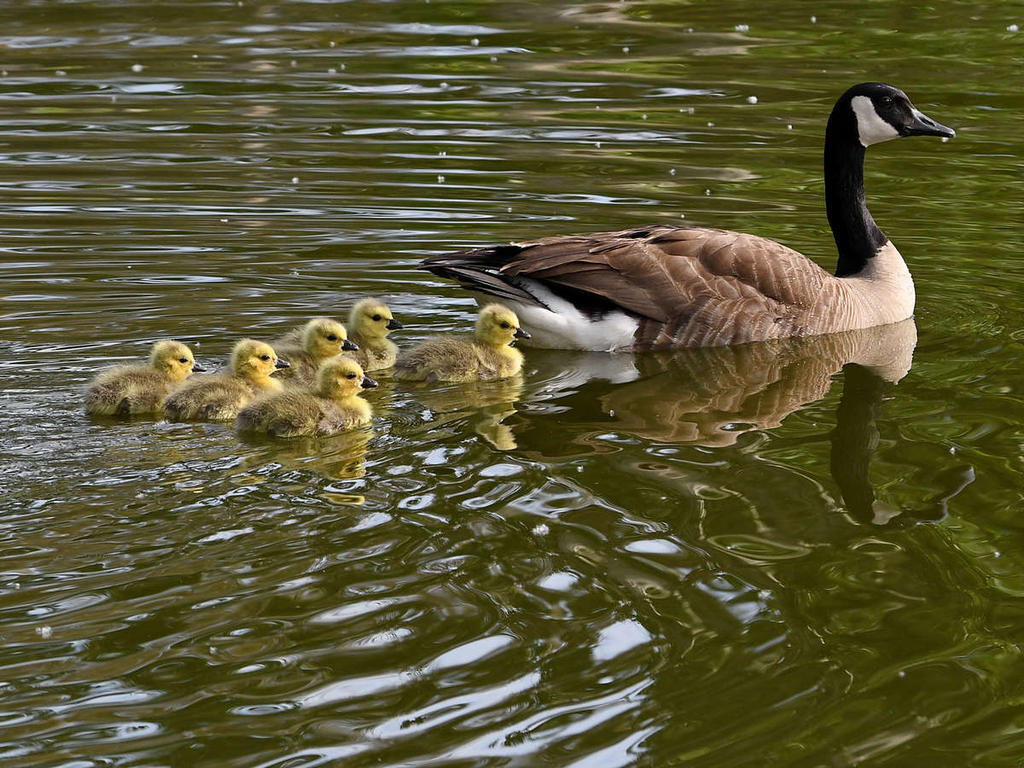 Gosling6.jpg