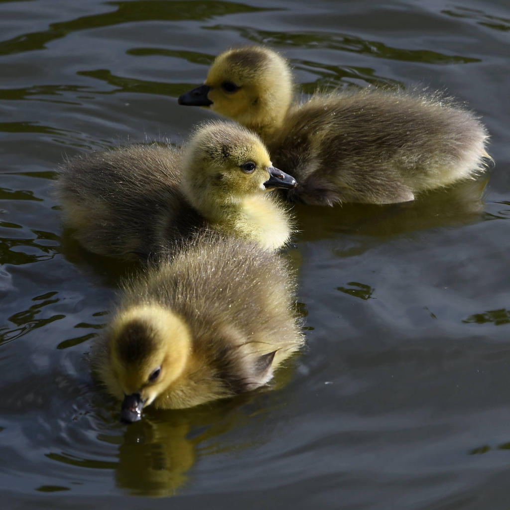Gosling6.jpg