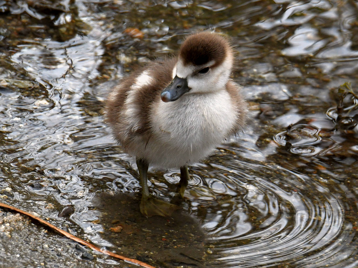 Gosling7.jpg