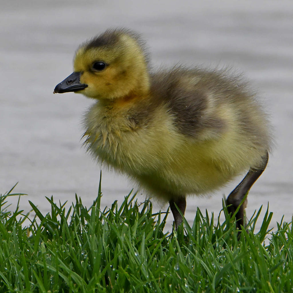 Gosling8.jpg