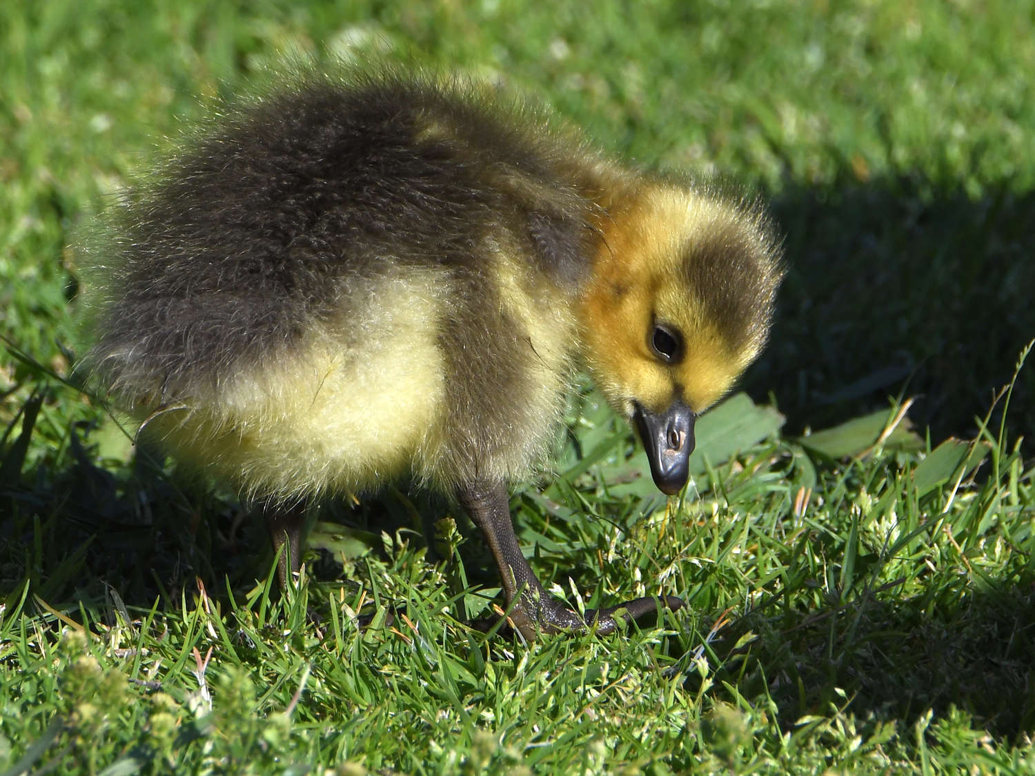 Gosling8.jpg