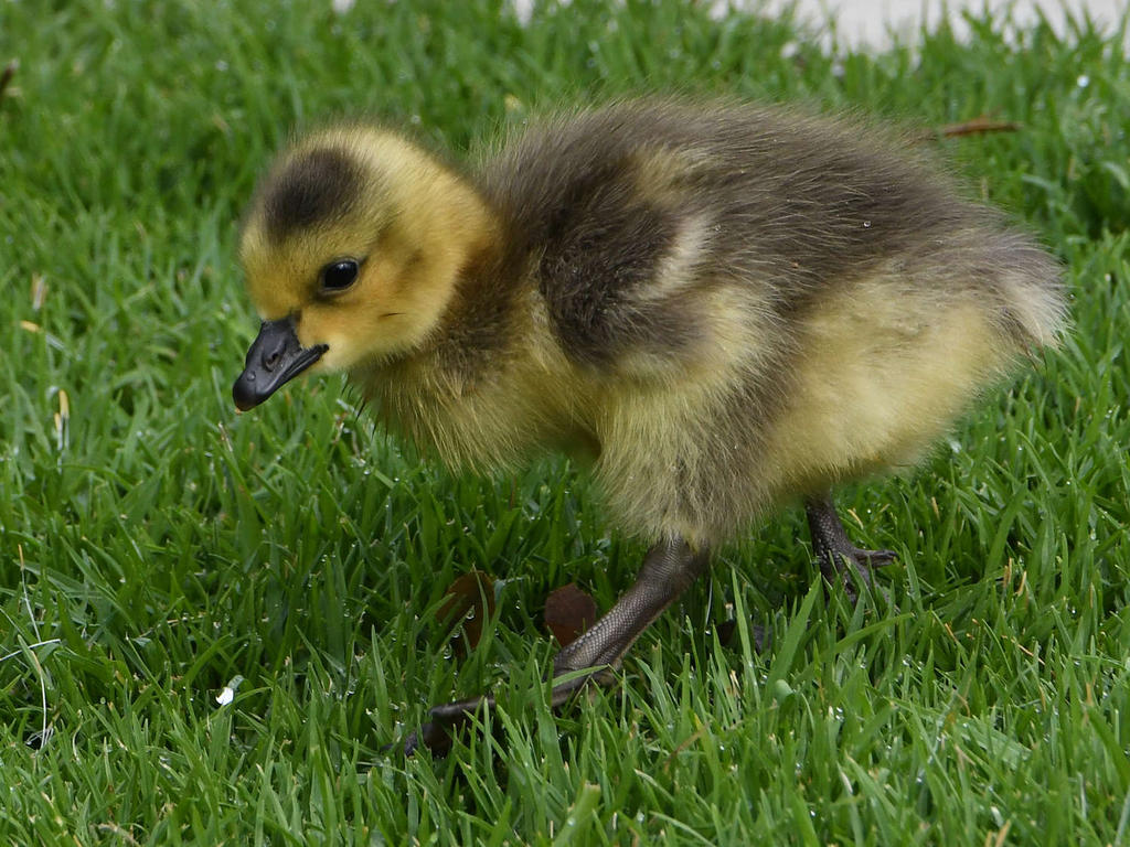 Gosling9.jpg