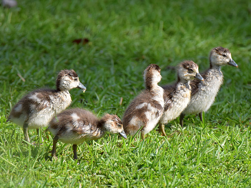 Goslings.jpg