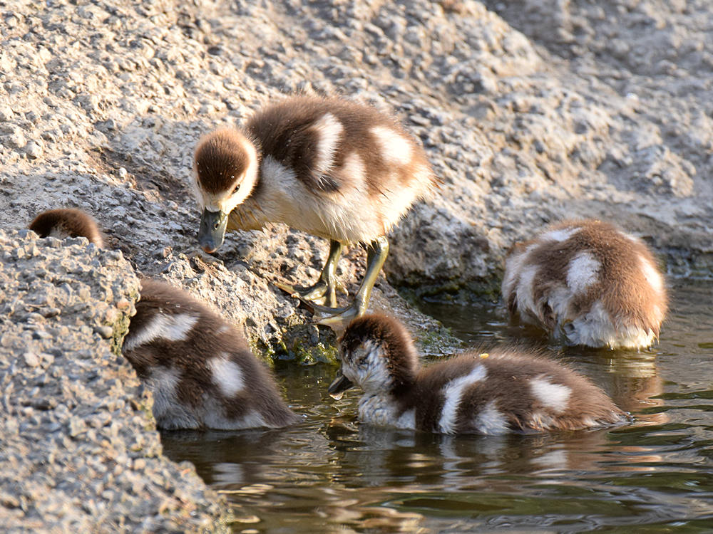 Goslings.jpg