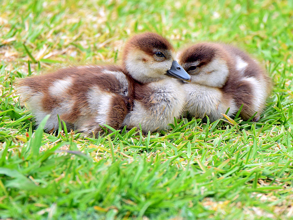 Goslings.jpg