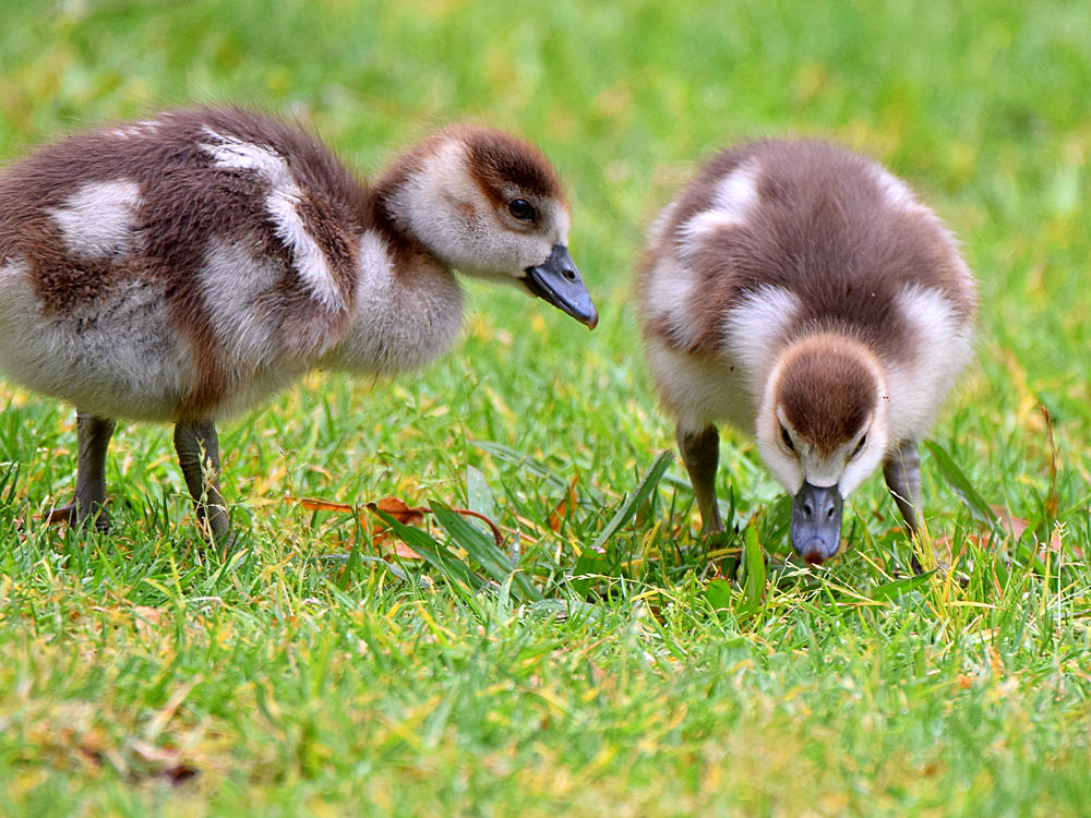 Goslings.jpg