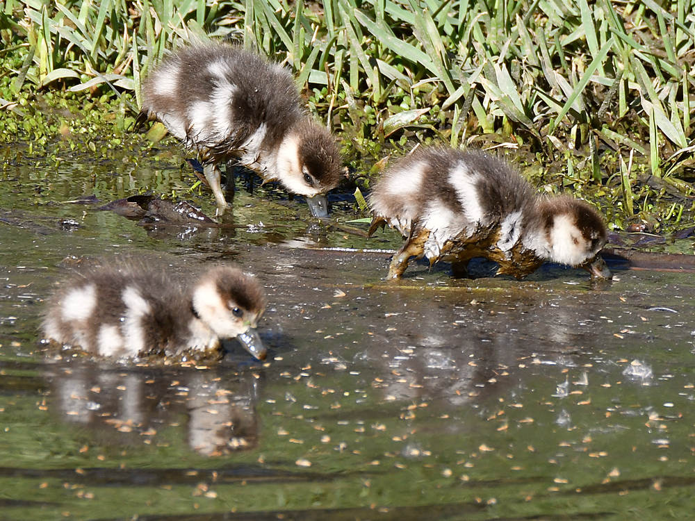 Goslings.jpg