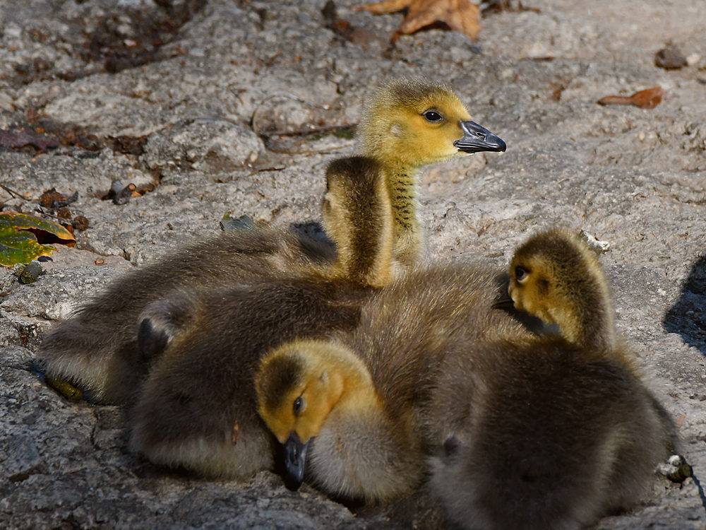 Goslings.jpg