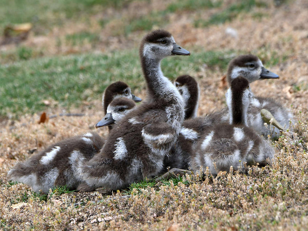 Goslings.jpg