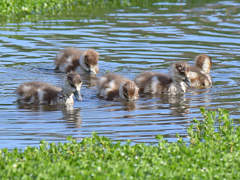 Goslings2.jpg