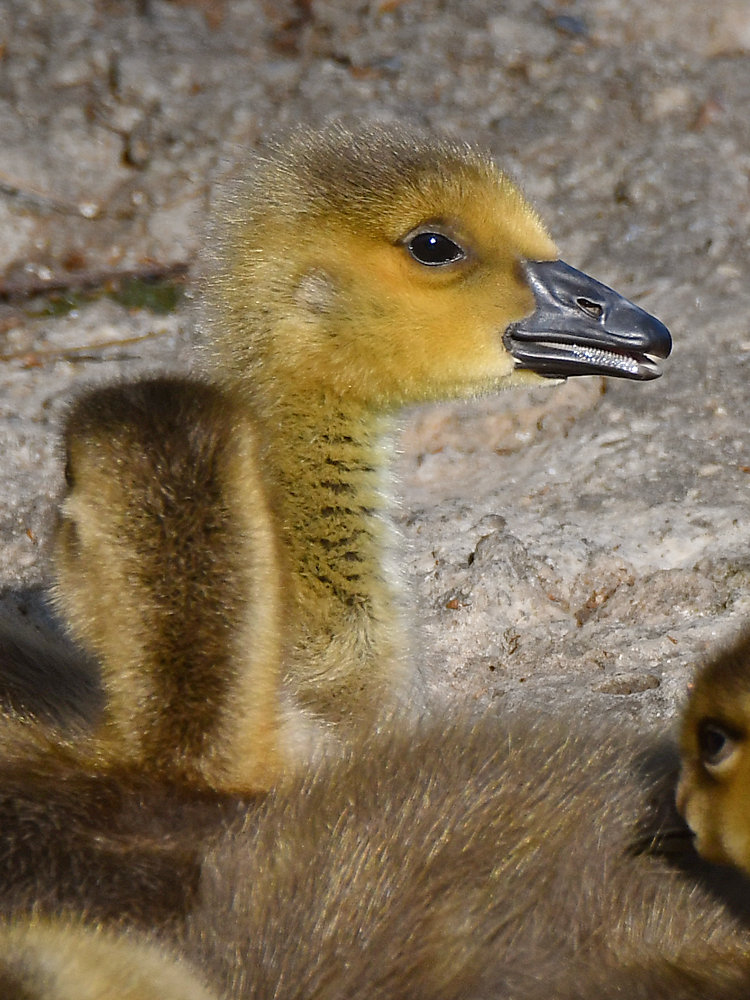 Goslings2.jpg