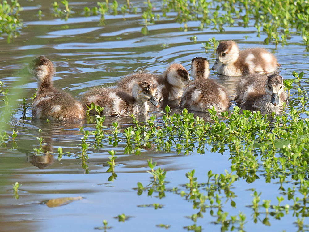 Goslings4.jpg
