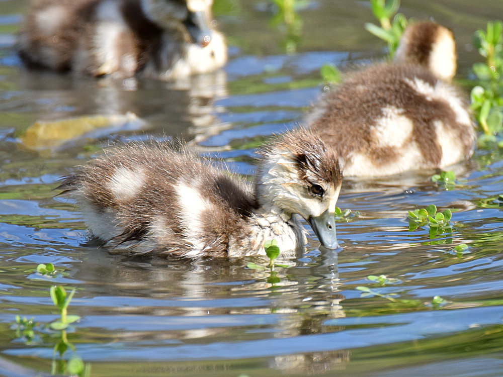 Goslings5.jpg