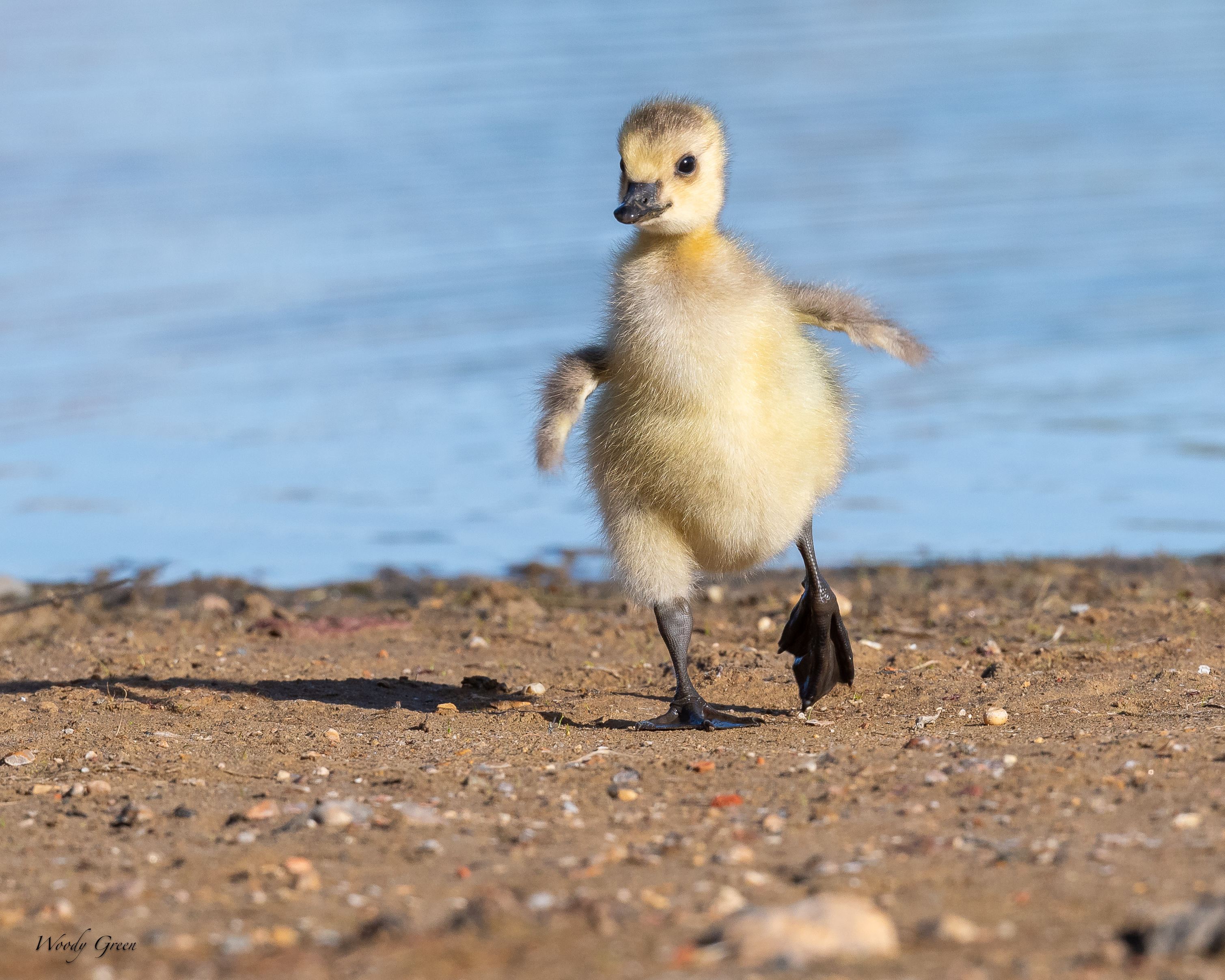 GoslingWalking-801.jpg