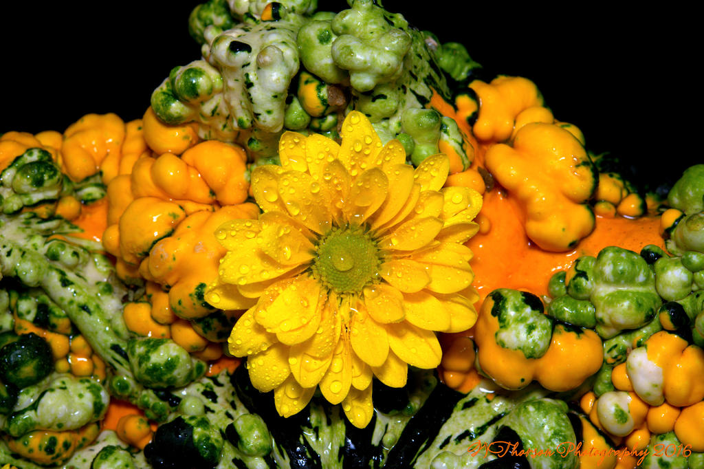 Gourd and Yellow Mum's #2 9-27-2016.jpg