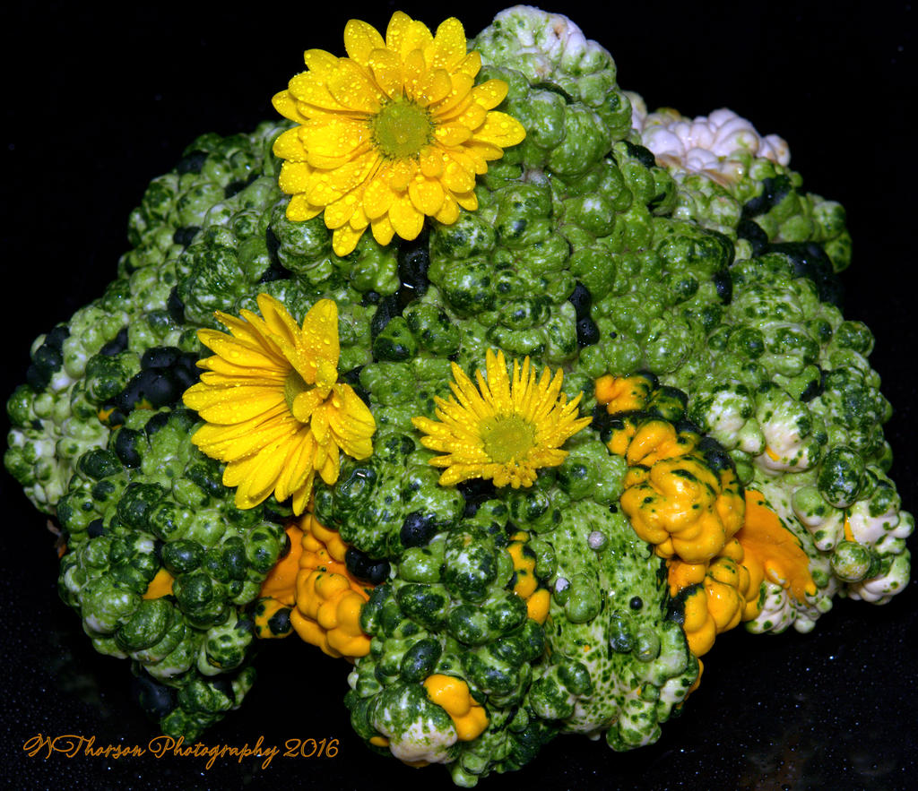 Gourd and Yellow Mum's 9-27-2016.jpg
