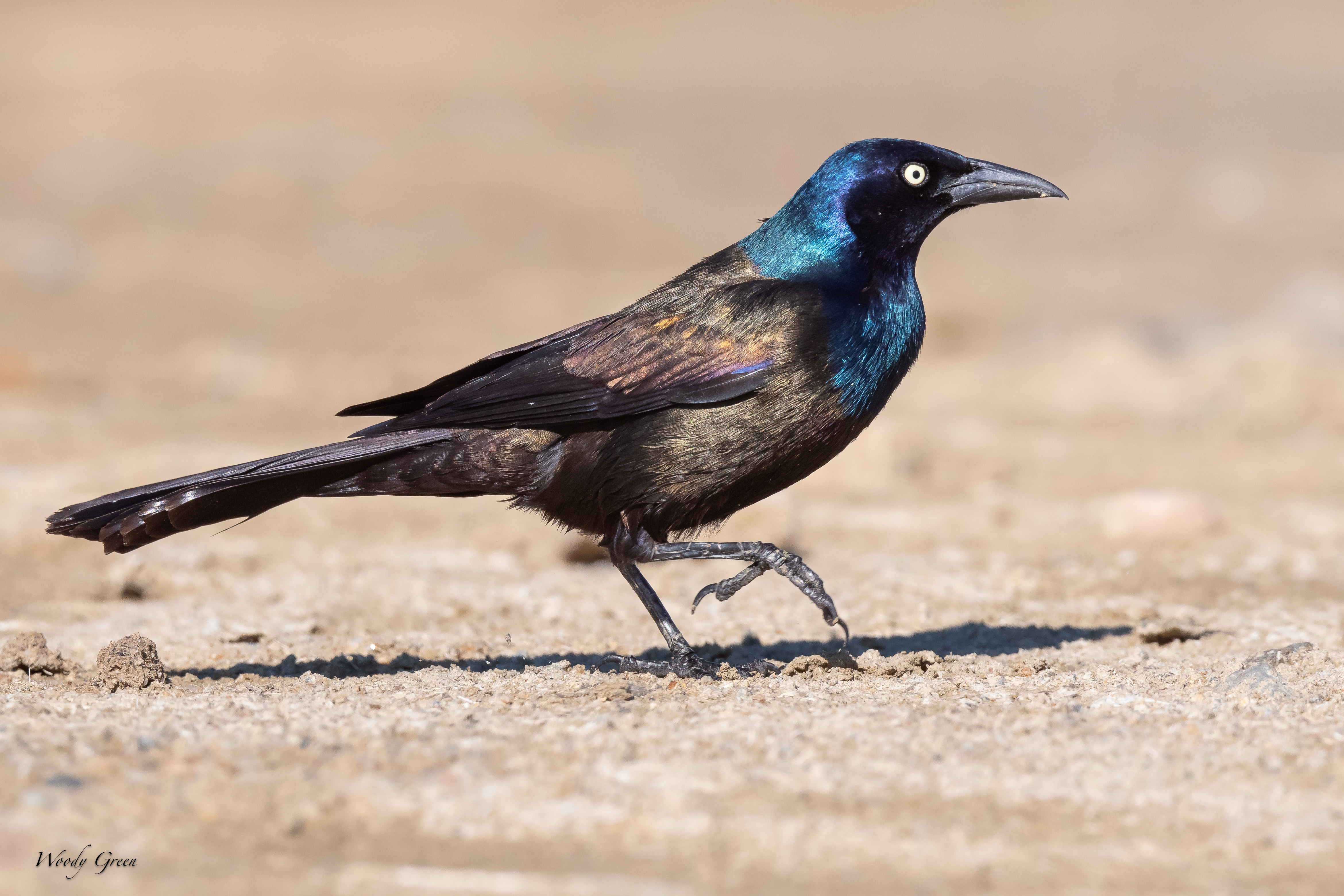 Grackle-184.jpg