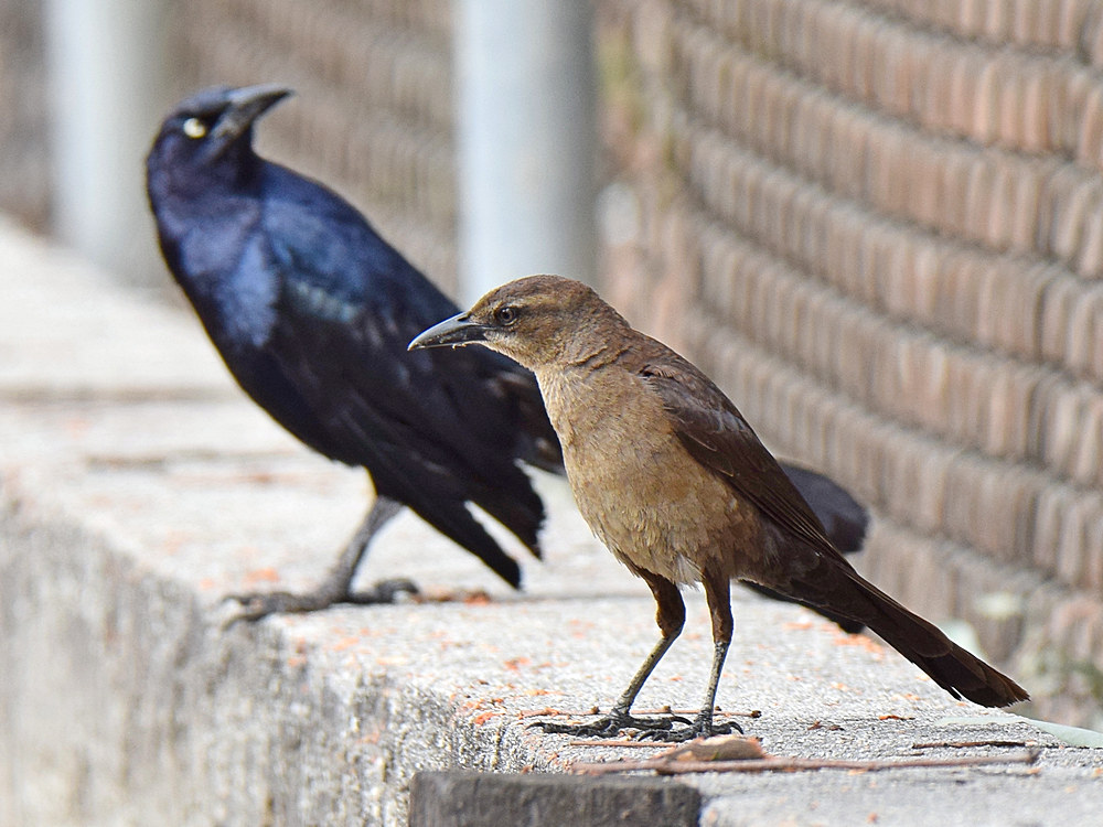 Grackle.jpg