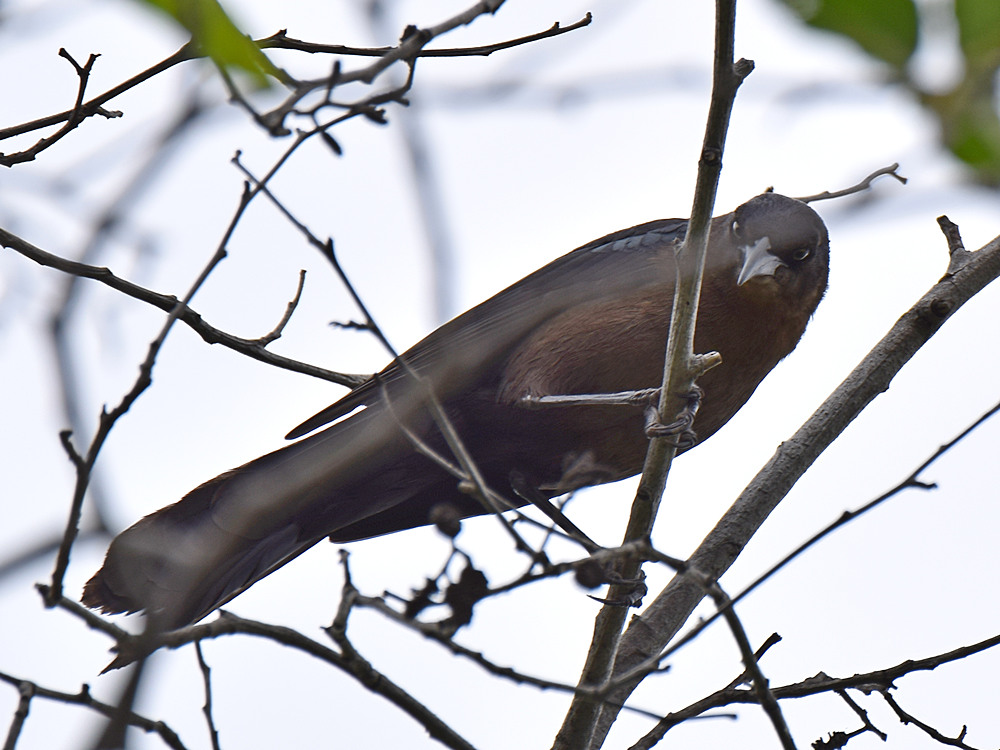 Grackle.jpg