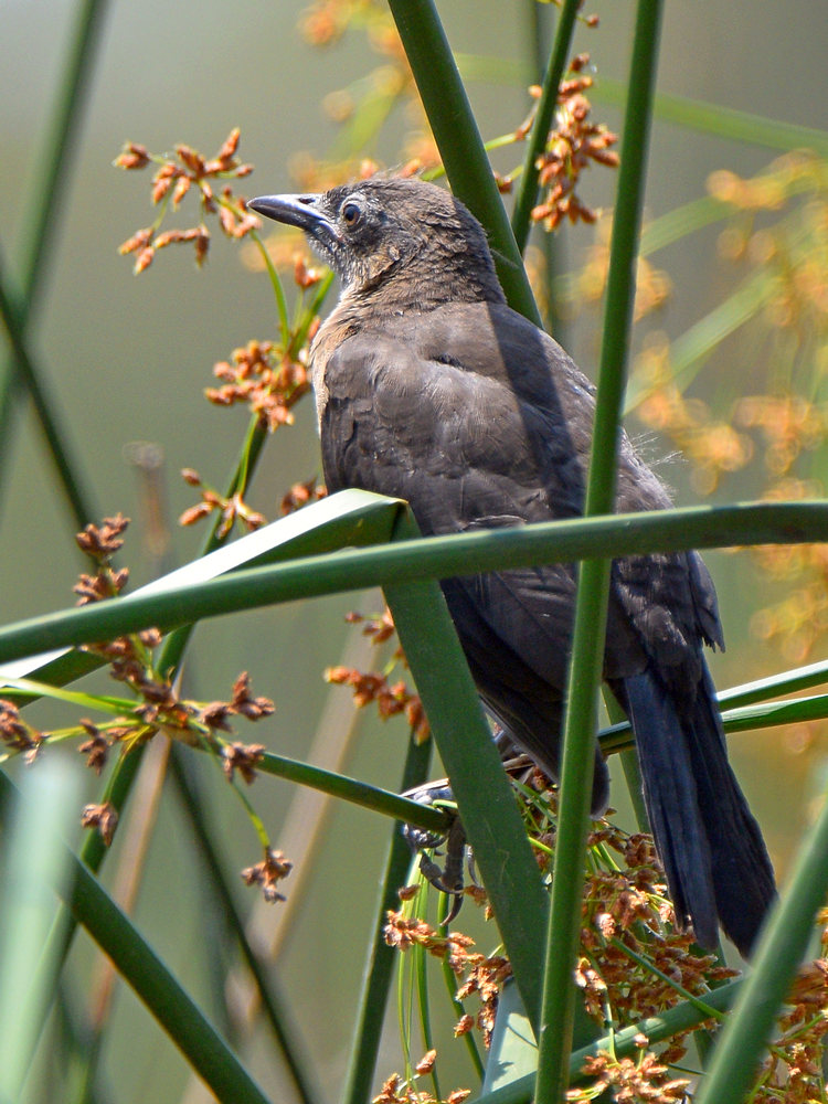 Grackle.jpg