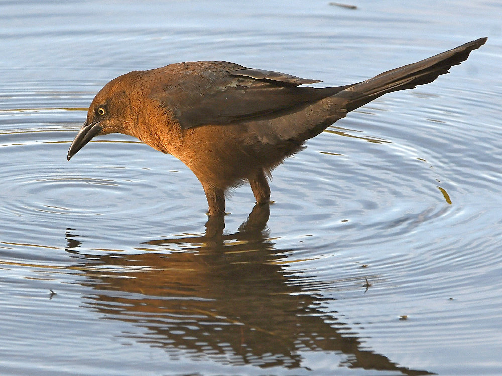 Grackle.jpg