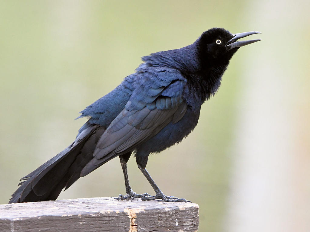 Grackle.jpg