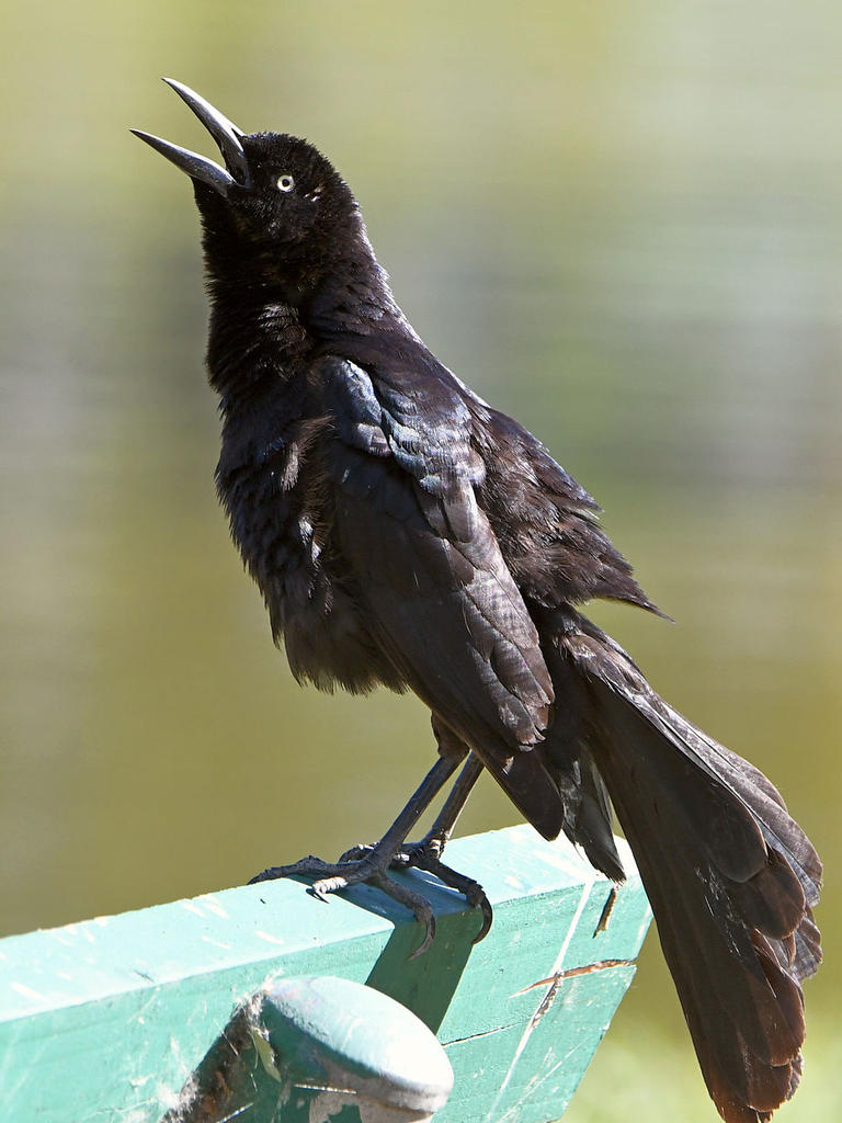 Grackle.jpg
