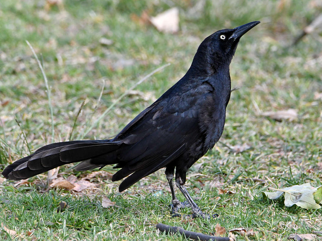 Grackle.jpg
