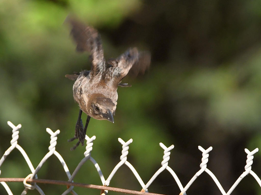 Grackle.jpg