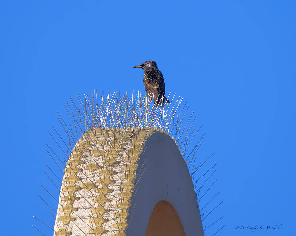 grackle N LR_5003621.jpg