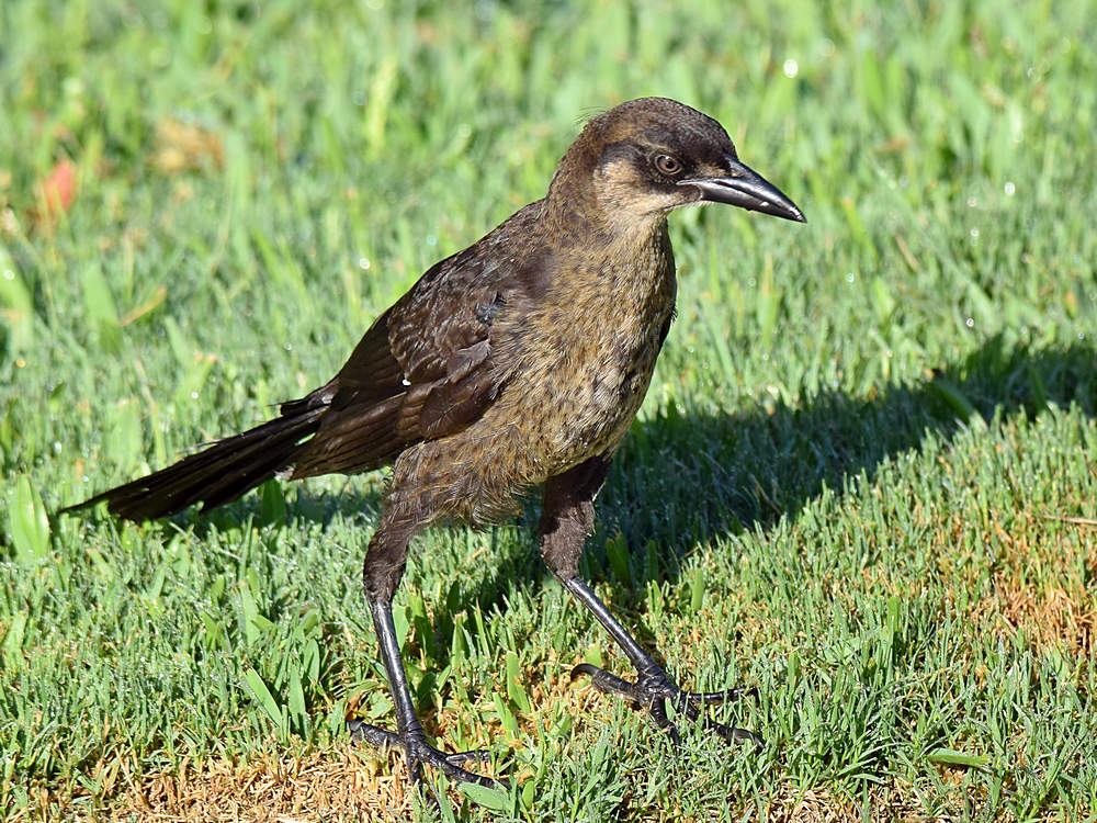 Grackle10.jpg